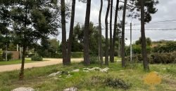 Terreno Pinares Sur